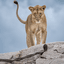 Wildlife Photographer of the Year