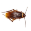 Cockroach Party of India