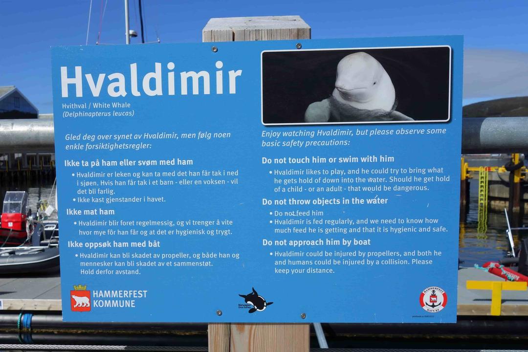 Alleged Russian Spy Whale Reappears off Sweden's Coast