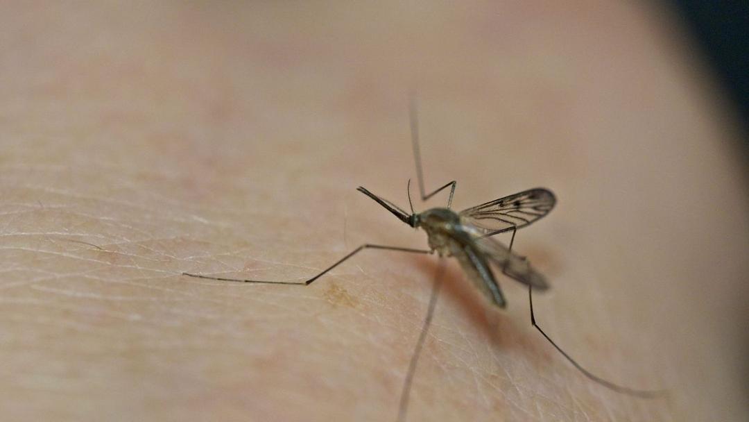 Gene Edit Could Block Mosquitoes From Spreading Malaria