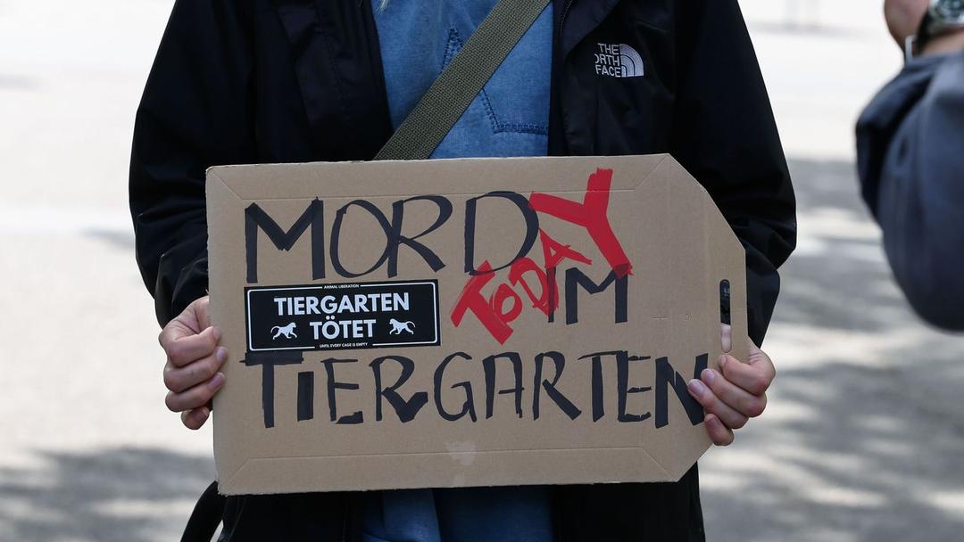 German Zoo Kills 12 Baboons Despite Protests Over Space
