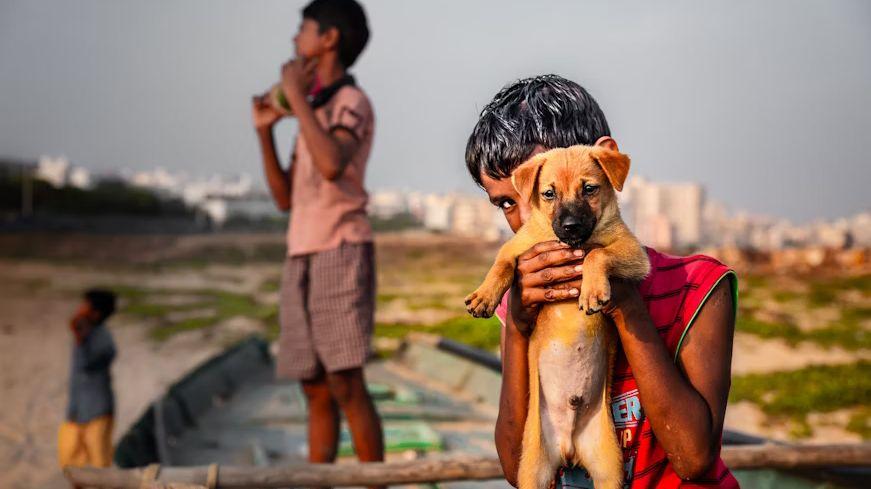 India's Top Court Orders Delhi to Remove All Stray Dogs