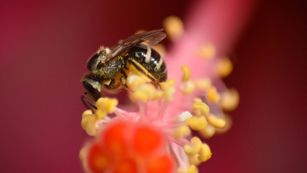 Scientists Create Honeybee 'Superfood' to Combat Colony Decline