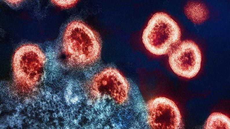 Scientists Create AI-Designed Viral Genomes That Kill Bacteria