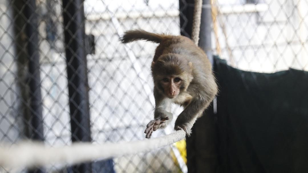 China: Scientists Use Stem Cells to Reverse Age-Related Stress in Monkeys
