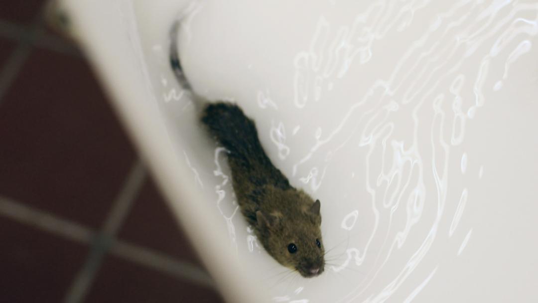 Study: Nanoparticles Reverse Alzheimer's Progression in Mice