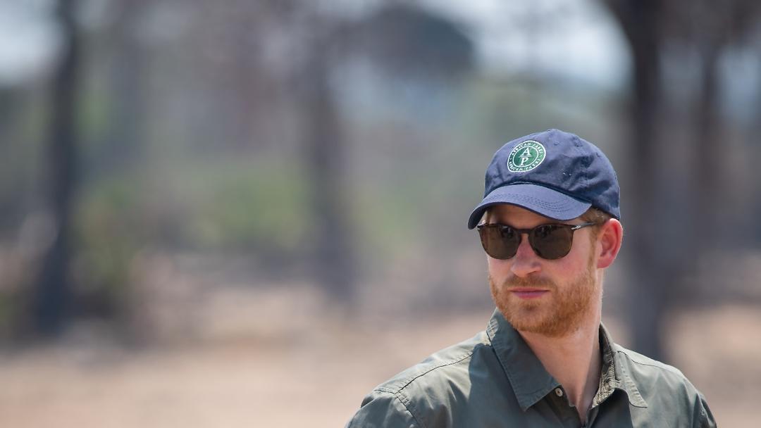 Chad Cuts Ties With Prince Harry-Linked Wildlife Charity