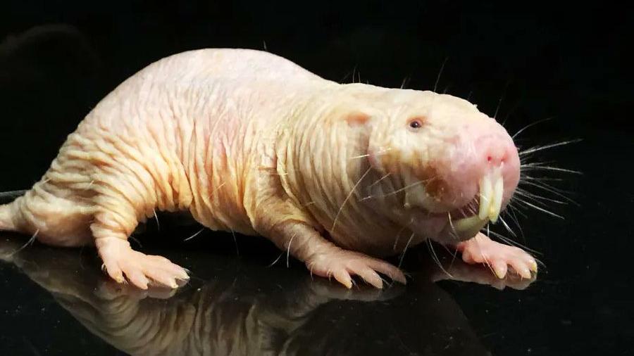 Study: Naked Mole-Rat Gene Extends Lifespan in Lab Animals