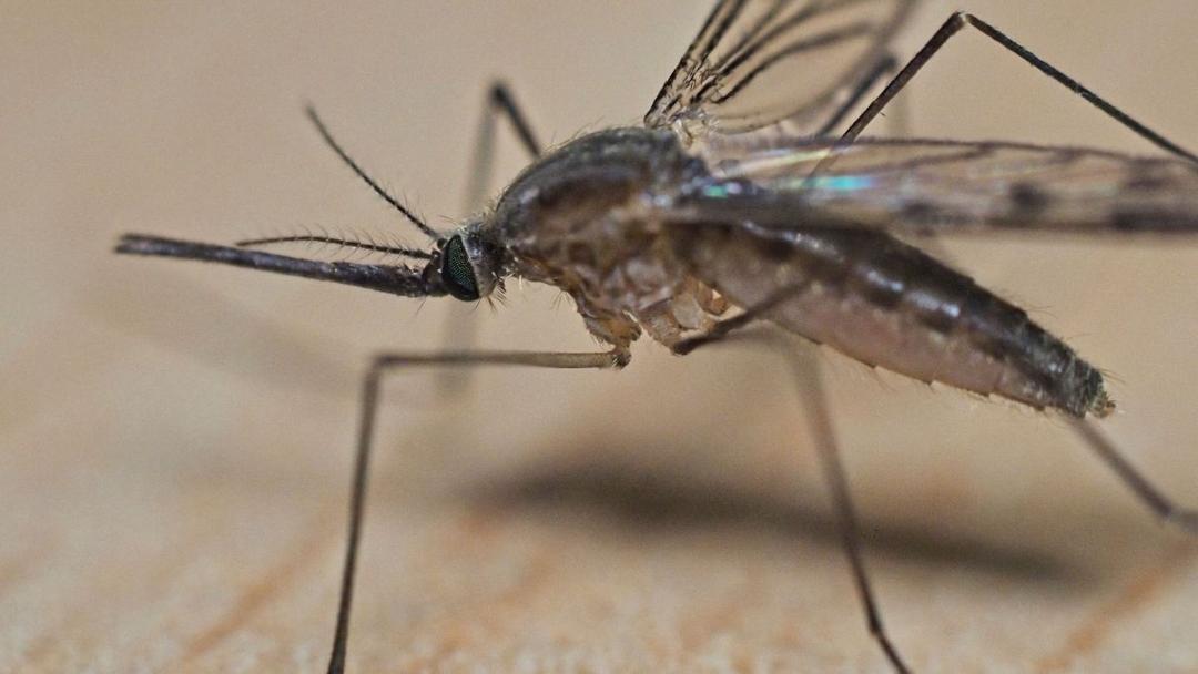 Iceland Loses Mosquito-Free Status Following Discovery in Kiðafell