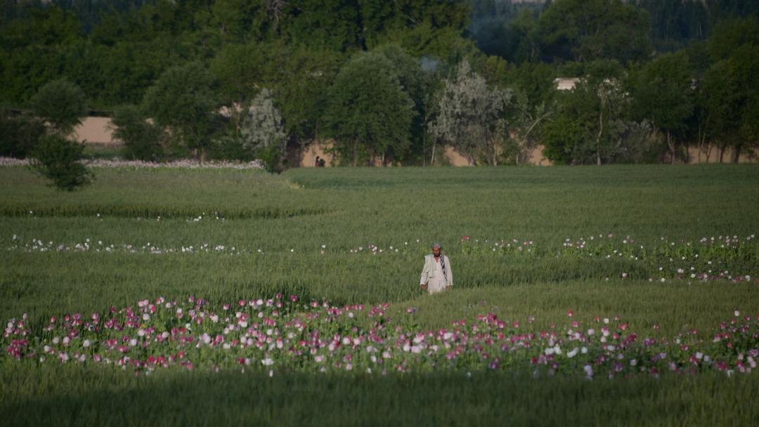 Report: CIA Dropped Modified Poppy Seeds to Sabotage Afghan Opium Trade
