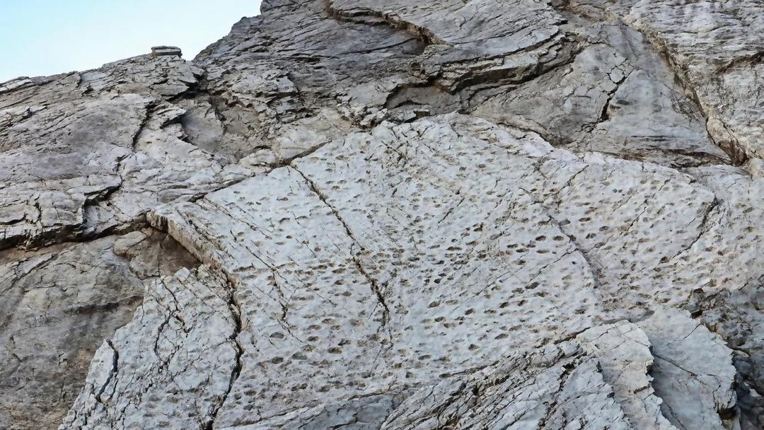 200-Million-Year-Old Dinosaur Tracks Found Near Olympics Site
