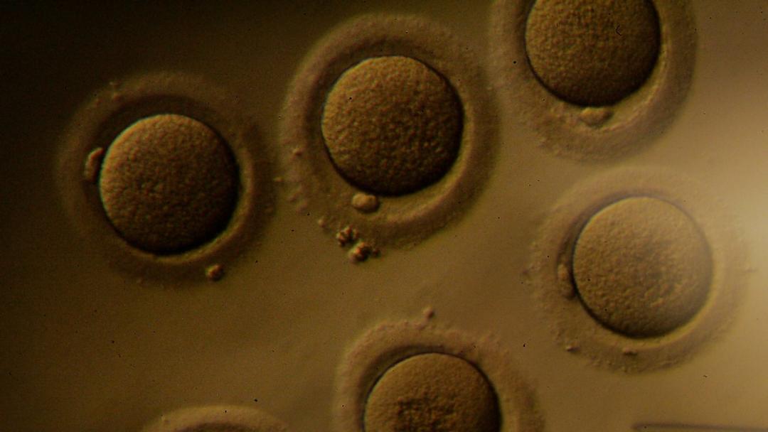 Scientists Create Replica Womb Lining, Implant Early Embryos