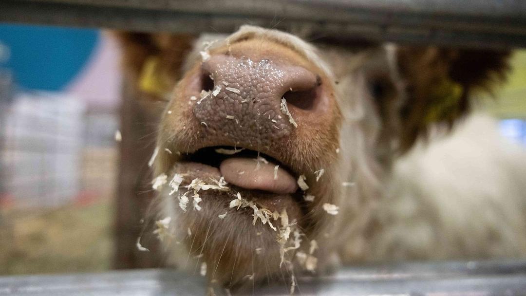 Austrian Cow Becomes First Documented to Use Tools