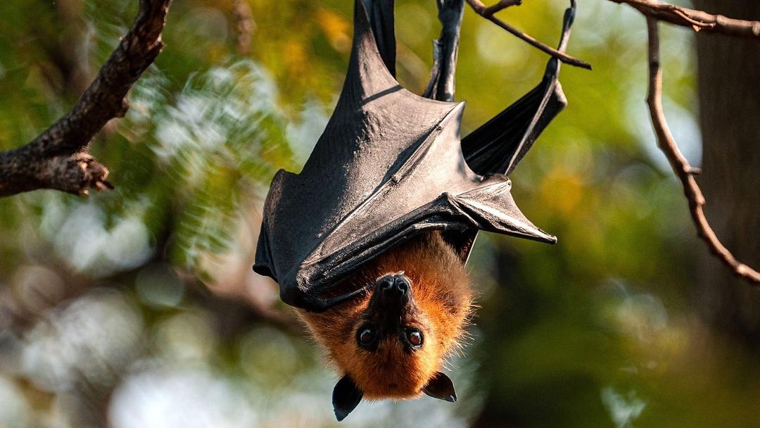 WHO: Nipah Virus Outbreak in India Poses Low Global Risk