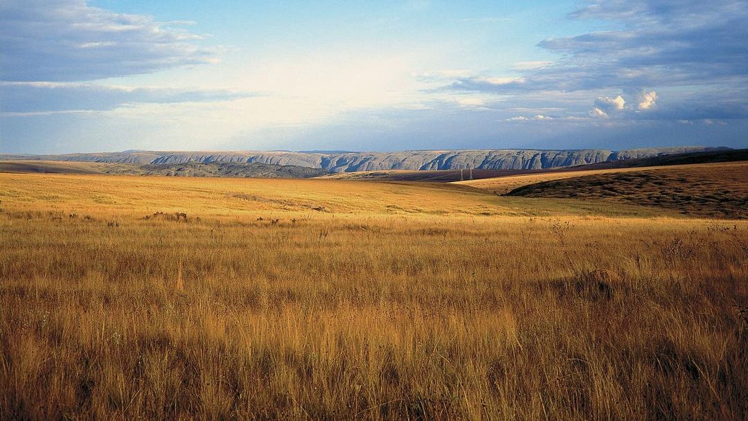 Study: Grasslands Disappearing Four Times Faster Than Forests
