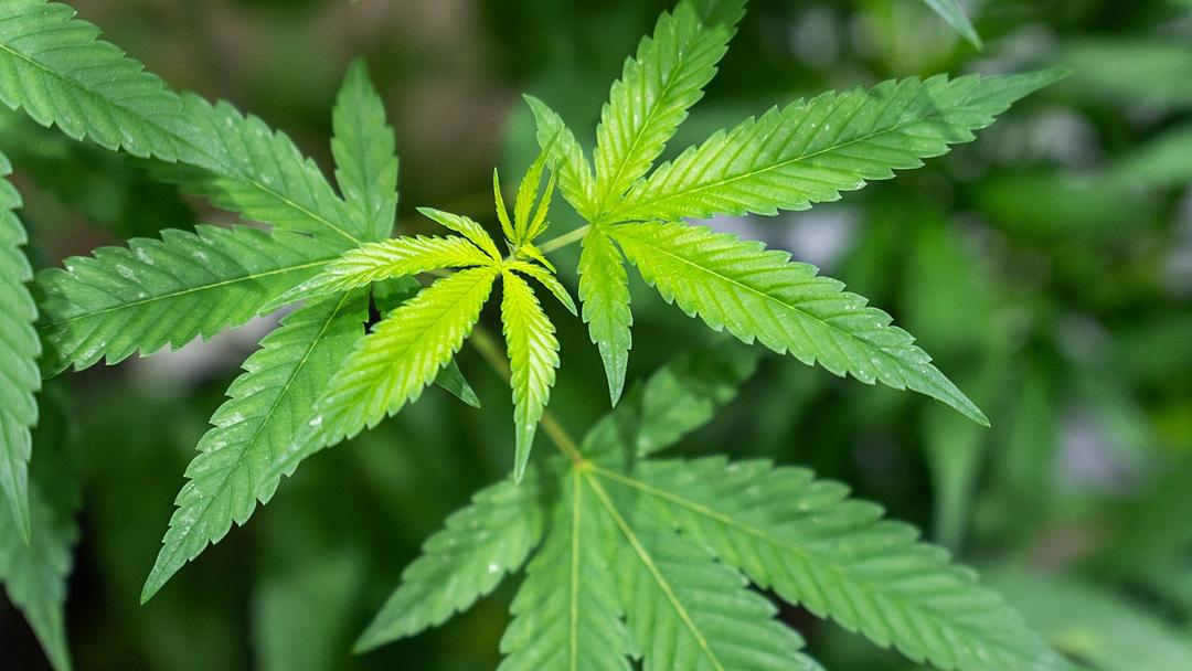 Study: CBD and CBG Show Potential in Treating Fatty Liver Disease