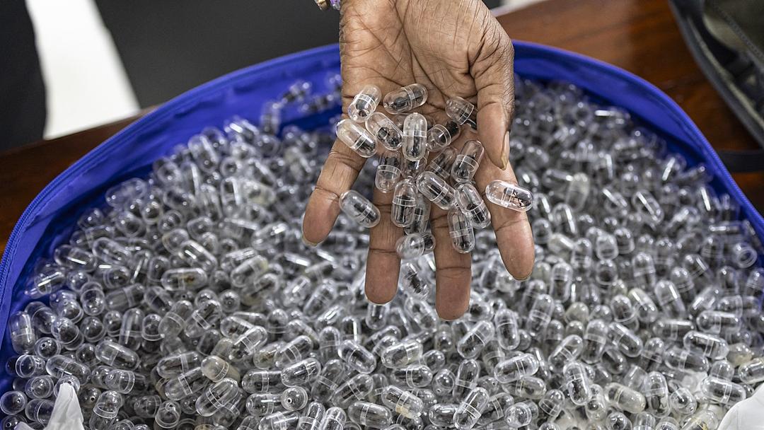 Kenya Charges Duo for Allegedly Smuggling Thousands of Live Ants