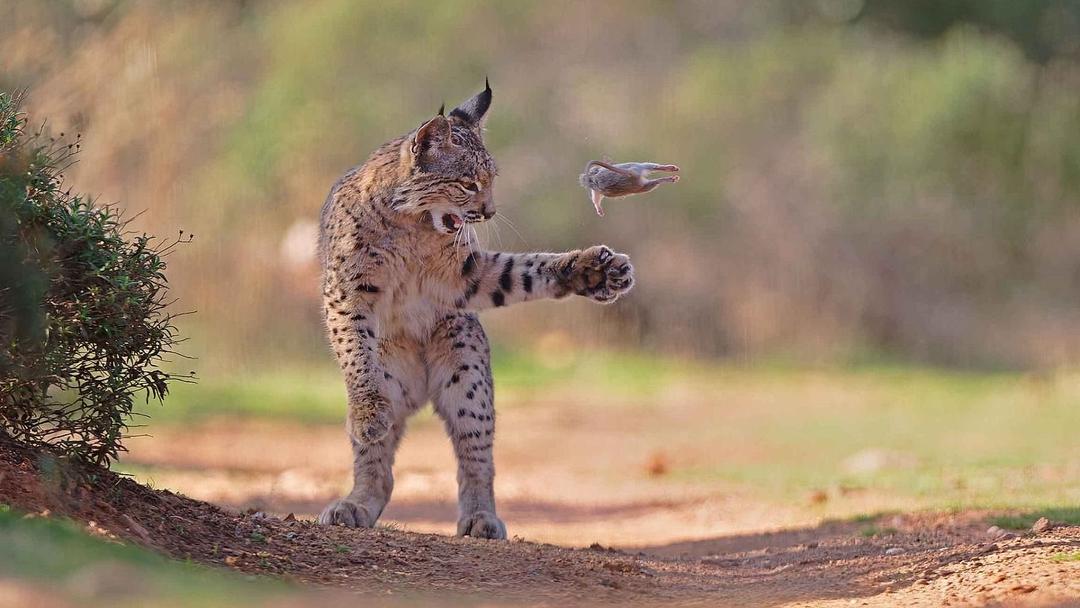 Lynx Photo Wins 2026 Wildlife Photographer People's Choice