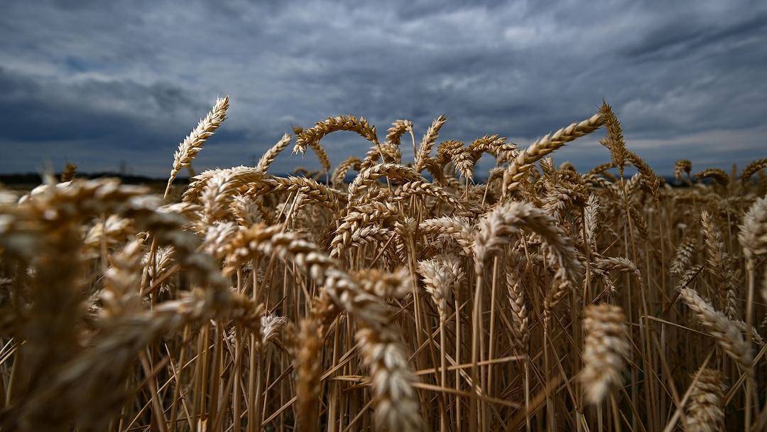 Scientists Develop Gene-Edited Ultra-Low Asparagine Wheat