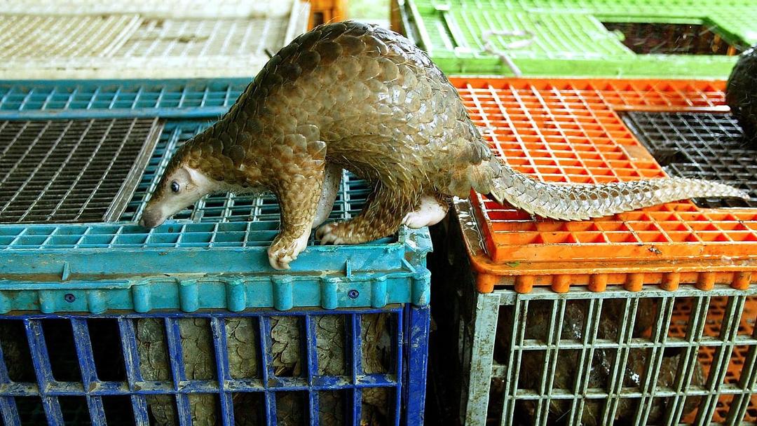 Study: Wildlife Trade Raises Human Disease Risk