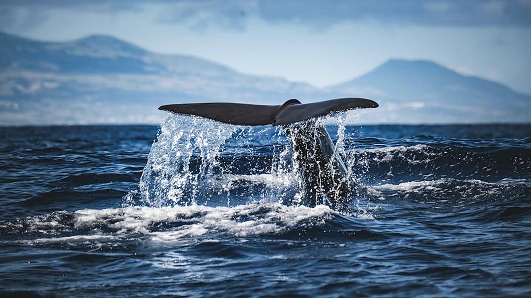 Study: Sperm Whale Clicks Mirror Human Speech Patterns