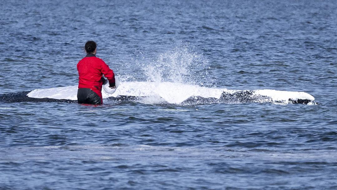 Germany: Stranded Whale 'Timmy' to be Towed to North Sea