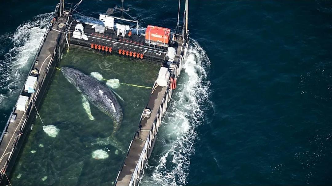 Timmy the Humpback Whale Freed in North Sea
