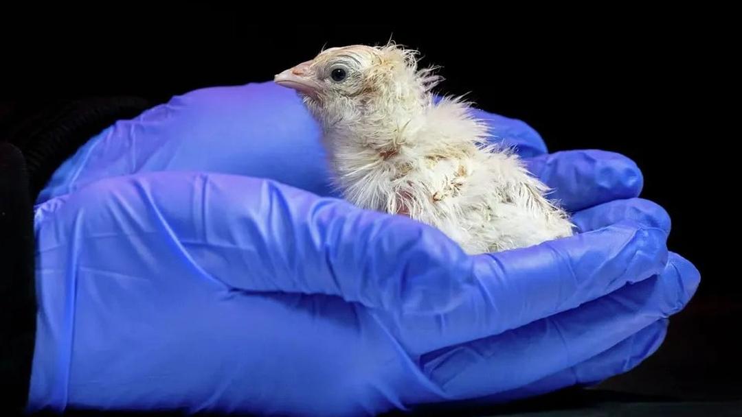Colossal Biosciences Hatches Chicks from Artificial Egg