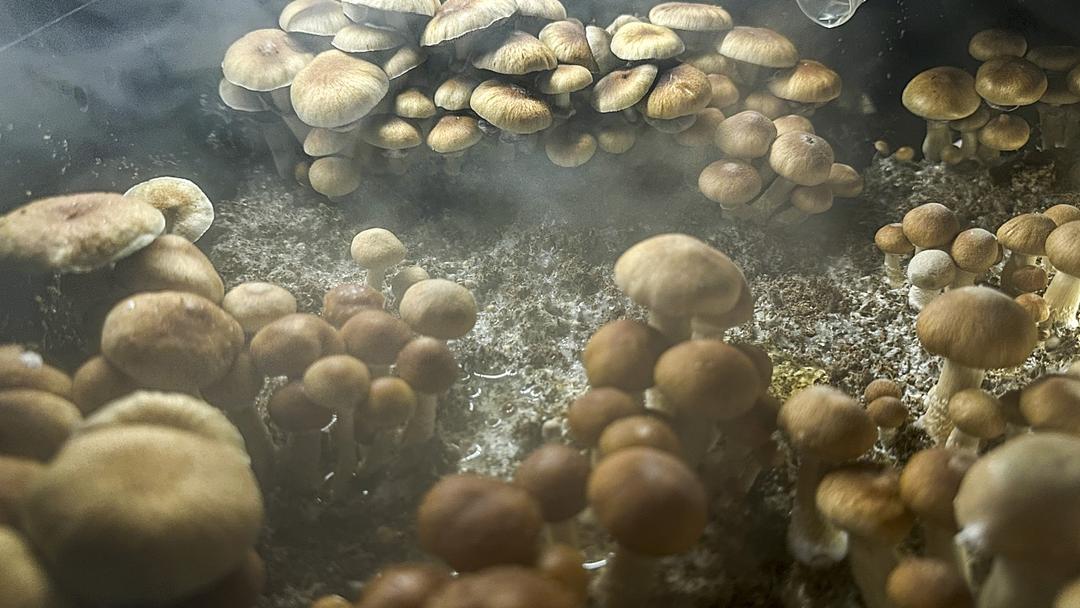 Study: Psilocybin Shows Potential Promise in Treating Cocaine Addiction