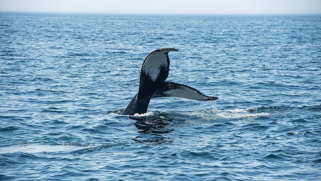 Humpback Whales Break Record With Ocean Crossing