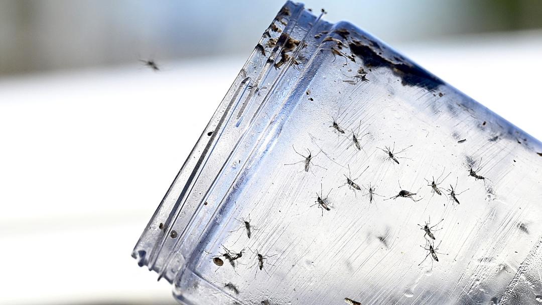 Alphabet-Backed Lab Seeks Government Approval to Release 32M Mosquitoes