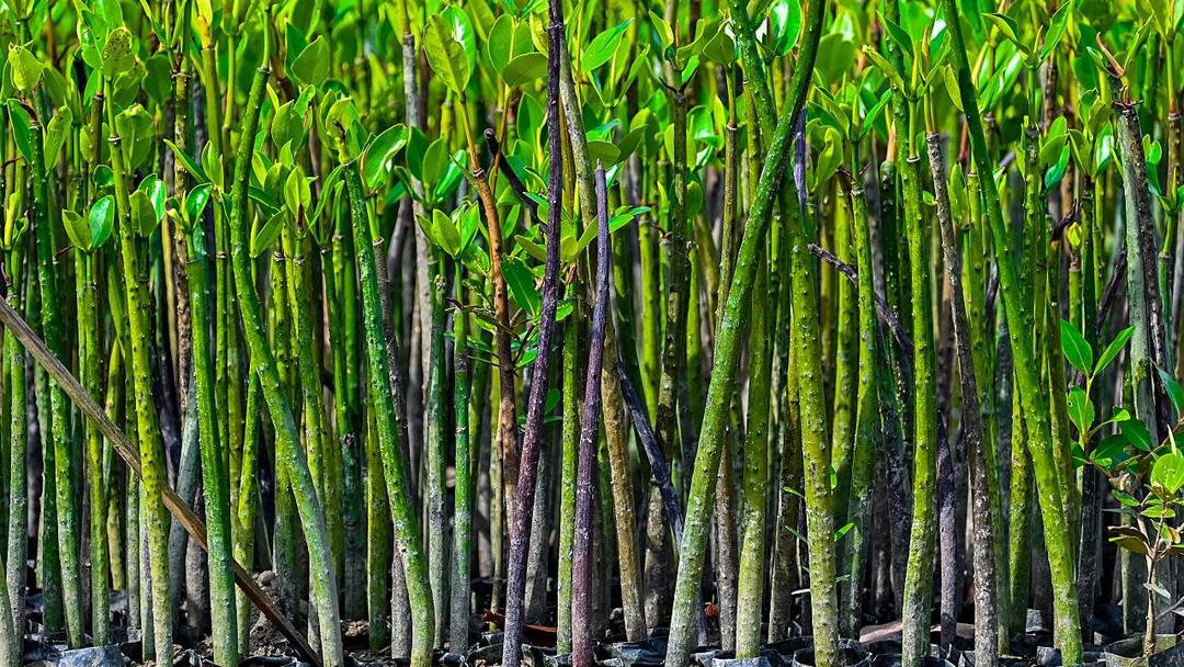 Study: Global Mangrove Forests Rebounding After Decades of Loss