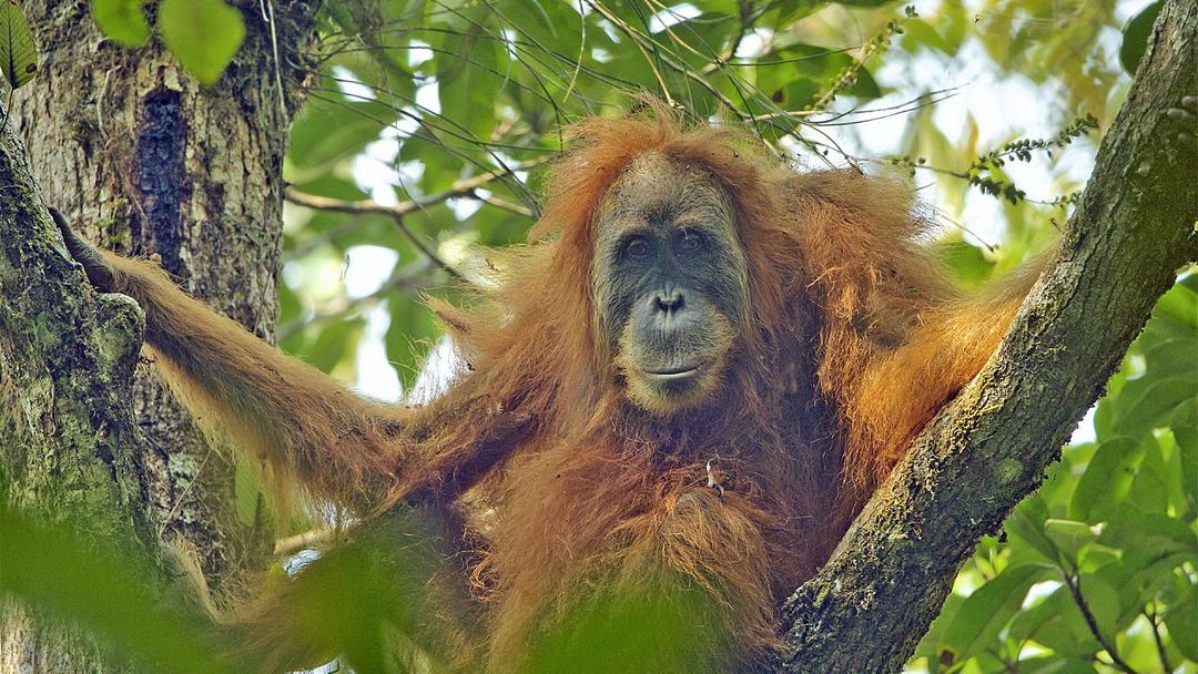 Indonesia: Cyclone Kills 7% of Rare Tapanuli Orangutans
