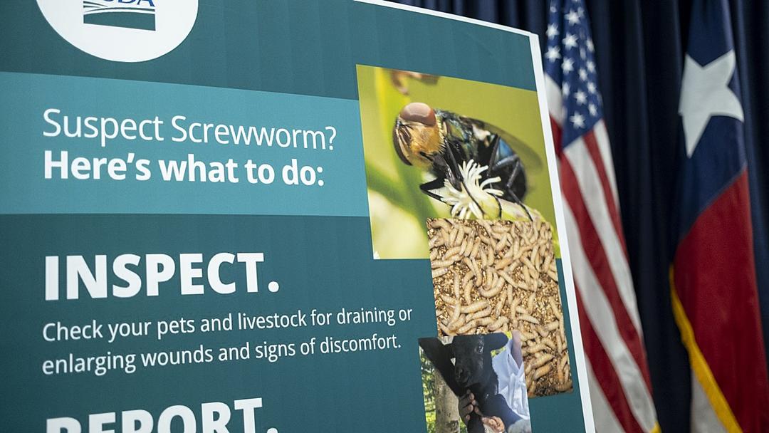 CDC Declares Emergency Over Screwworm in U.S. Cattle