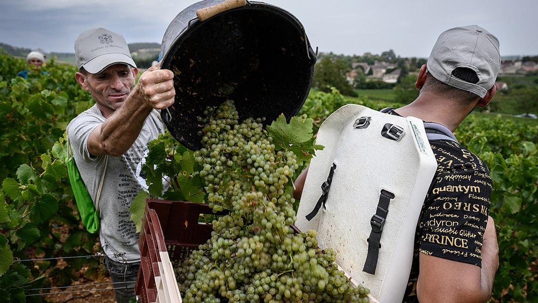Trump Threatens 100% Tariff on French Wine Over Digital Services Tax