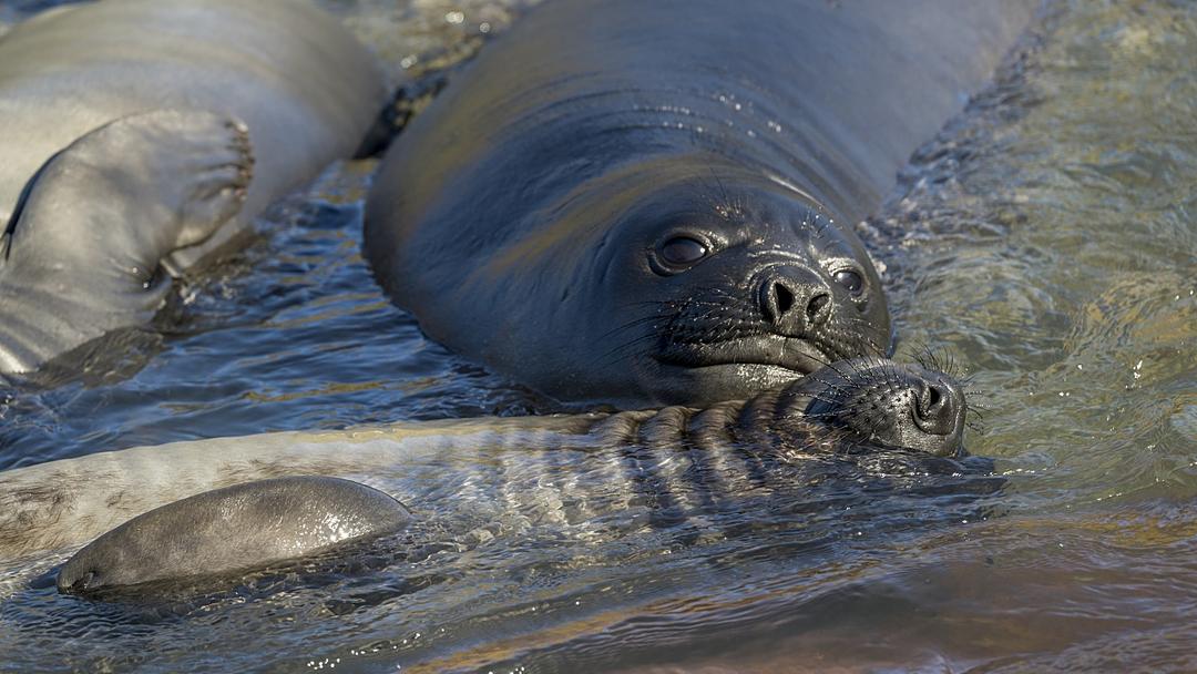 Study: H5N1 Kills 75% of Seal Pups on Australia's Heard Island