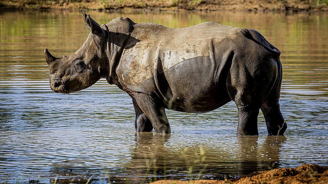 South African Court Sentences Safari Boss in Rhino Horn Case