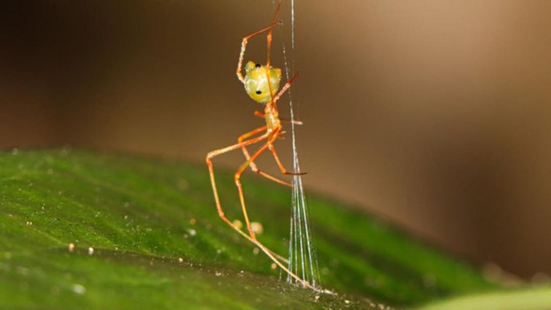 New Spider Discovered That Catapults Prey into Web