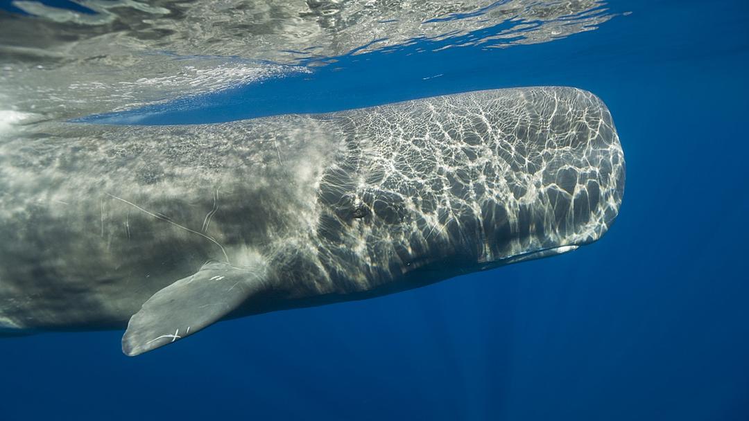 Study: Sperm Whales Develop Distinct Dialects in the Mediterranean