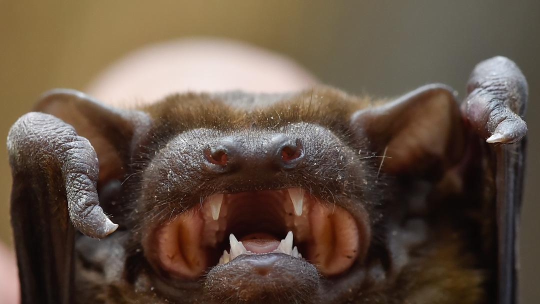 Canadian Boy Dies of Rabies After Bat Contact