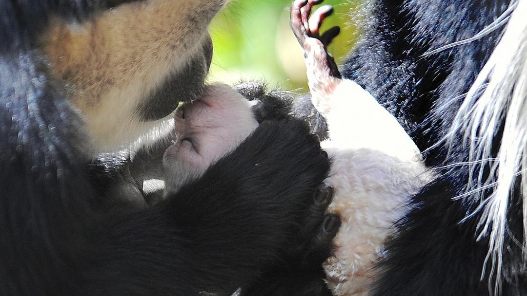 New Monkey Species Identified in DR Congo