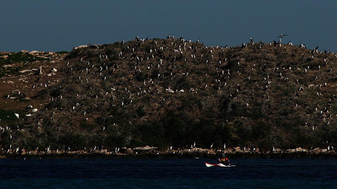 Australia Confirms First H5N1 Mass Wildlife Death