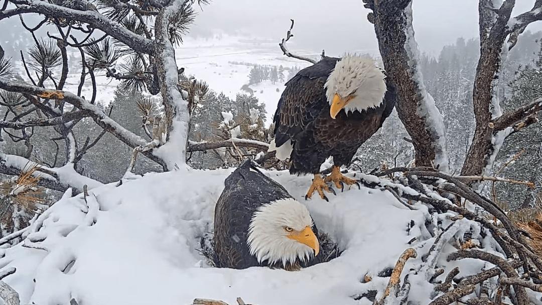 Jackie, Bald Eagle of Big Bear Nest Livestream, Dies at 14