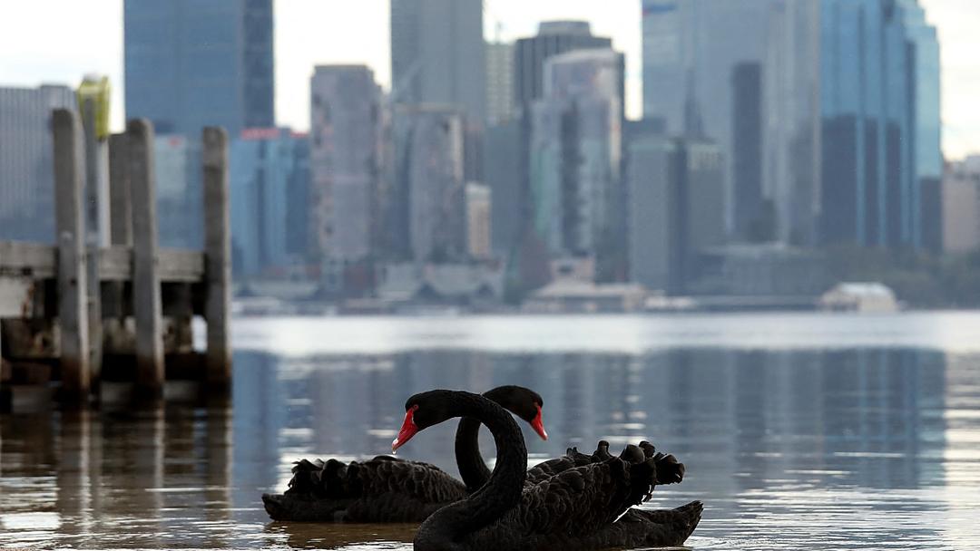 Australia Battles H5 Bird Flu With Vaccine Push