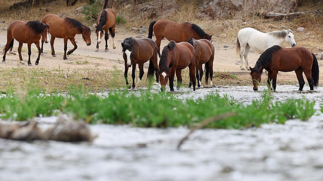 Report: US Sold 3,700 Wild Mustangs, Some Tracked to Slaughter