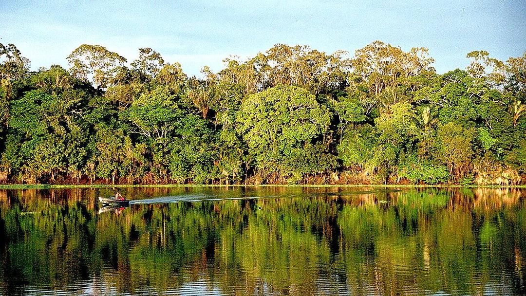 Report: Amazon Rainforest Cleared for COP30 Climate Summit Highway