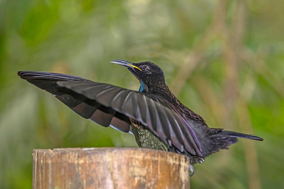 Study: Most Birds-of-Paradise are Biofluorescent