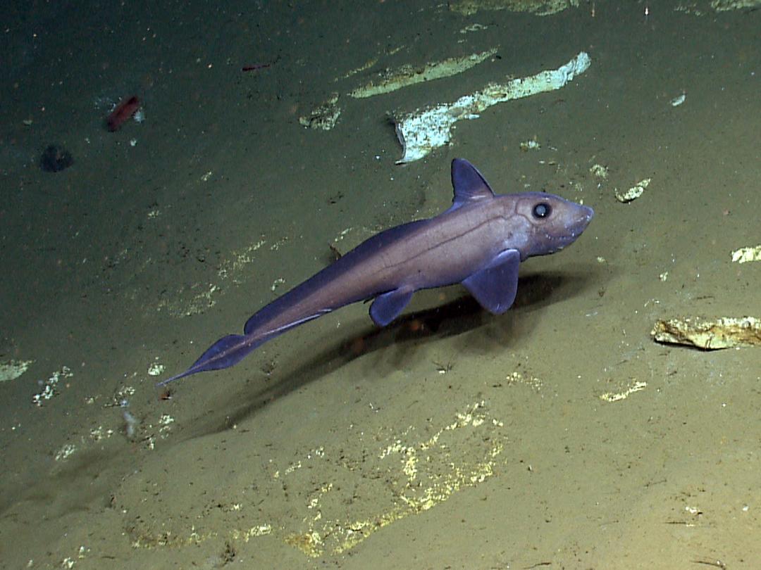 Scientists Discover New 'Ghost Fish' Species in the Pacific