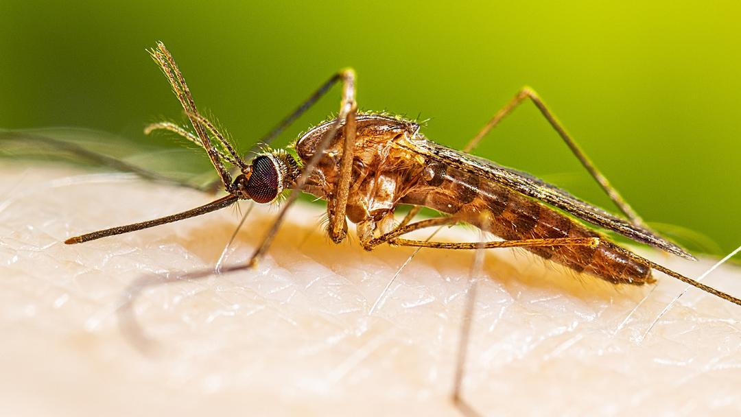 Two Die in Malaria Outbreak at Frankfurt Airport