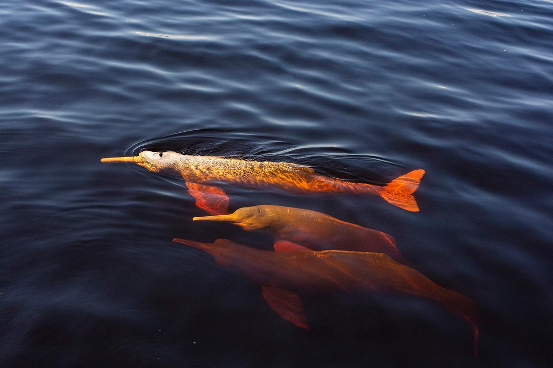 Amazon River: Over 100 Dolphin Deaths Tied to Drought, Heat
